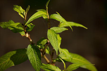 绿色铅 全氟辛基磺酰环叶子包皮蔬菜香菜草本植物植物食物蓼科生长花园图片