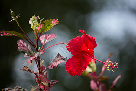 红色Hibiscus 超近红玫瑰西尼或Cooperi植物群植物异国木槿美丽情调热带叶子花朵花园图片