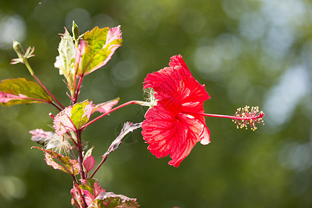 红色Hibiscus 超近红玫瑰西尼或Cooperi植物群木槿情调美丽植物异国热带叶子花朵花园图片