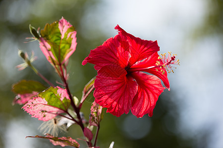 红色Hibiscus 超近红玫瑰西尼或Cooperi美丽叶子木槿植物群花朵情调热带花园异国植物图片