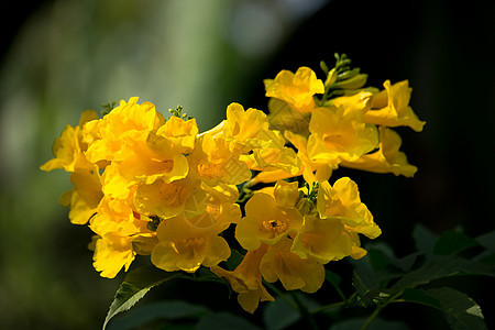 黄花的近距离 黄老植物喇叭花藤蔓黄色绿色喇叭图片