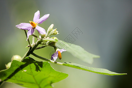 茄子树花食物绿色紫色蔬菜团体农业市场图片