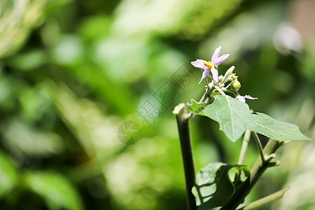 茄子树花紫色团体食物市场蔬菜绿色农业图片