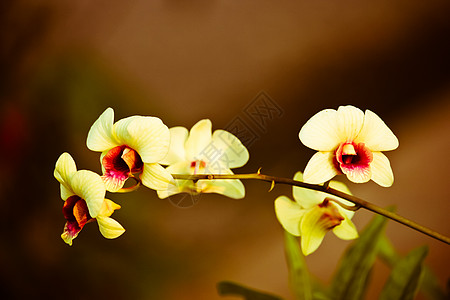 黄色兰花花白色植物群热带异国美丽温泉紫色粉色情调植物图片
