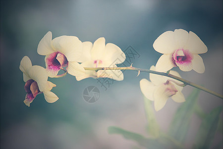 黄色兰花花粉色异国花瓣植物情调绿色温泉美丽白色植物群图片