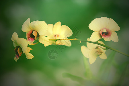 黄色兰花花热带植物群花瓣绿色粉色美丽异国情调温泉白色图片