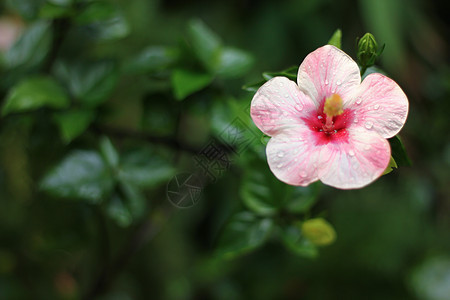 粉色希比斯花植物花瓣绿色异国情调叶子木槿美丽花园热带图片
