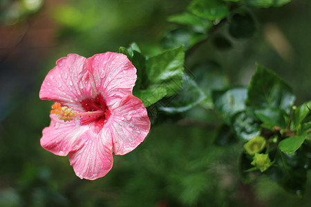 粉色希比斯花情调木槿异国花园花瓣绿色玫瑰红色热带叶子背景图片