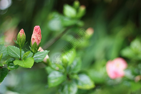 粉色希比斯花情调叶子花园热带美丽绿色花瓣木槿红色玫瑰图片