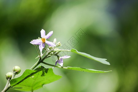 茄子树花农业绿色紫色团体食物市场蔬菜图片