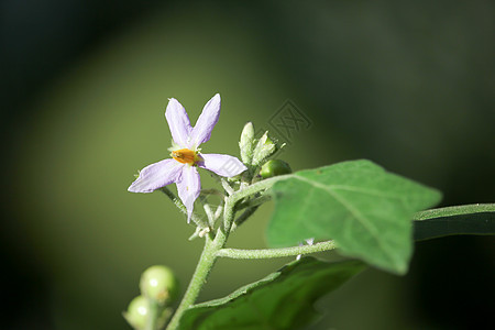 茄子树花紫色农业蔬菜绿色团体市场食物图片