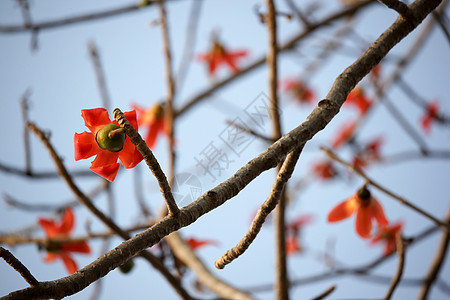 树花园雌蕊园艺丝绸植物木棉棉布热带图片