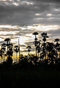 含糖棕榈的日落棕榈太阳荒野公园旅行叶子森林晴天水果农场图片