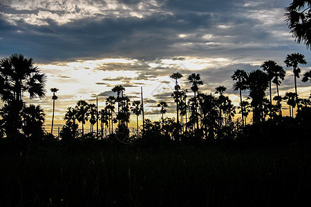 含糖棕榈的日落椰子叶子天空溪流森林风景热带棕榈农场太阳图片