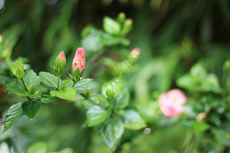 粉色希比斯花红色花瓣热带异国美丽情调木槿植物群绿色花园图片