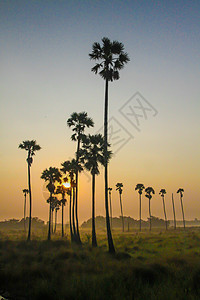 甘蔗棕榈树上日出植物棕榈乡村草地晴天水果农场天空热带场地图片
