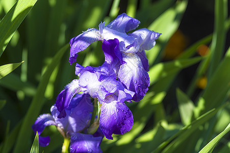 花园公园的紫罗兰叶子蓝色植物群白色花园紫色花瓣宏观绿色植物图片