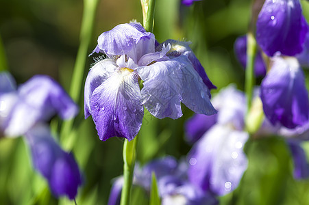 花园公园的紫罗兰白色花瓣蓝色宏观叶子花园植物学植物紫色植物群图片