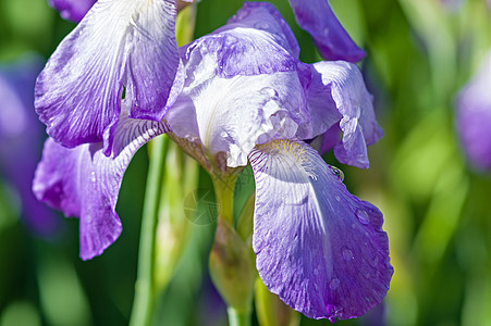 花园公园的紫罗兰蓝色植物学宏观花瓣紫色叶子绿色花园白色植物图片