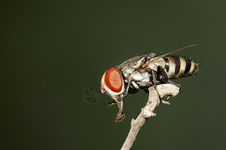 树枝上苍蝇(Diptera)的图像图片