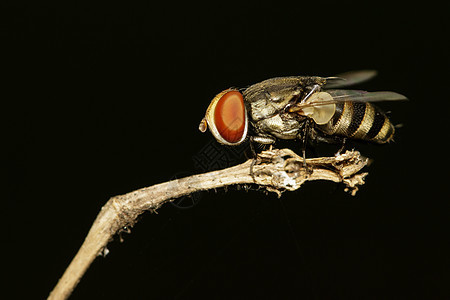 黑色背景上的苍蝇( Diptera) 图像 昆虫动物图片