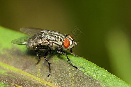 绿叶上苍蝇Diptera的图像生物动物群香蕉房子漏洞眼睛荒野双翅目生物学沙眼图片