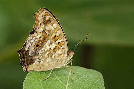 绿叶上棕蝴蝶(Satyridae)的图象图片