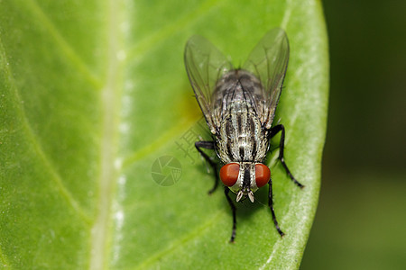 绿叶上苍蝇Diptera的图像眼睛香蕉双翅目动物生物漏洞植物群昆虫动物群宏观图片
