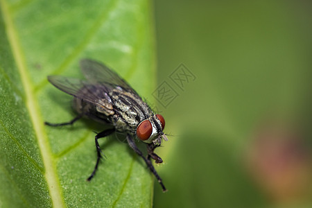 绿叶上苍蝇Diptera的图像花园香蕉漏洞野生动物宏观动物昆虫荒野生物植物群图片