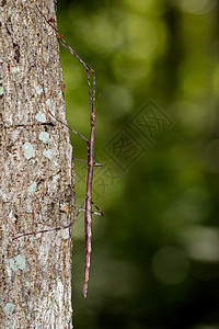 树上一棵刺状巨棒昆虫的图像生物昆虫学动物叶子枝条野生动物配种动物群菠萝腹部图片