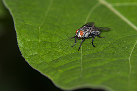 绿叶上苍蝇Diptera的图像花园野生动物香蕉宏观漏洞沙眼动物昆虫生物学植物群图片