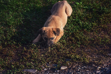 玩小狗狗可爱哺乳动物晴天宠物跑步运动草地猎犬金毛公园犬类图片