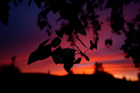 日落时叶叶背景图片