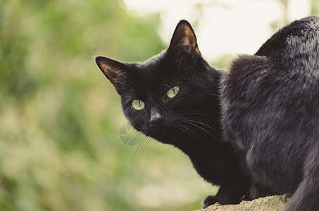 外面黑猫图片