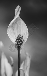 和平百合公园荒野沼泽自然植物树叶植物学白色花园心形图片