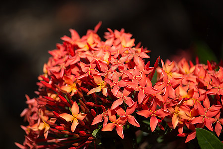 小红色鲜花的紧贴黄色花园异国温泉热带植物群情调植物绿色鸡蛋花图片