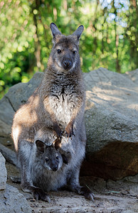 袋鼠的女性与袋子里的小婴儿头发公园小袋食草警觉哺乳动物口袋环境父母荒野图片