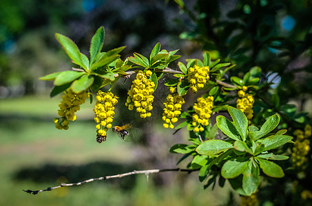 灌木上叶利西法奥利雅的黄花衬套园艺季节枝条植物学晴天叶子蓝色荒野香料图片