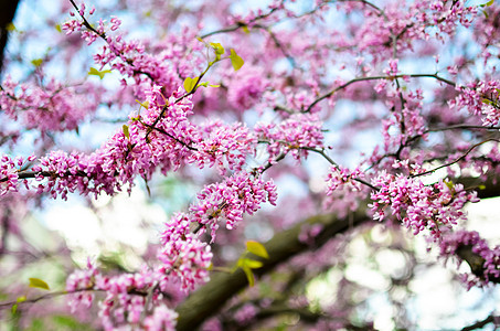 紫春花 或东部红布晴天蓝色日光紫色季节花园阳光粉红色植物植物学图片