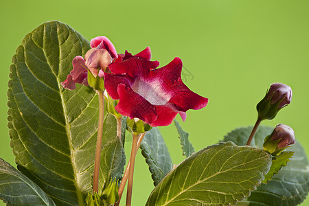 红球花花手铃花卉植物宏观植物学生长脆弱性植物群花瓣微距图片