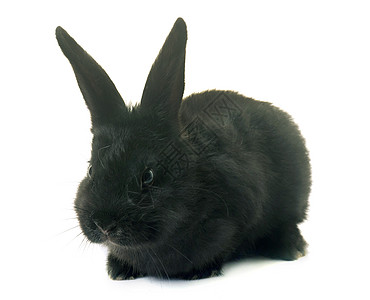 工作室中的兔子乡村哺乳动物黑色宠物动物婴儿农场图片