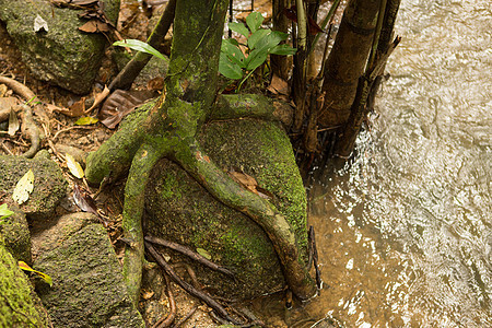 树根围绕着森林中的旧石头土壤旅游环境森林国家植物生活地球榕树园林图片