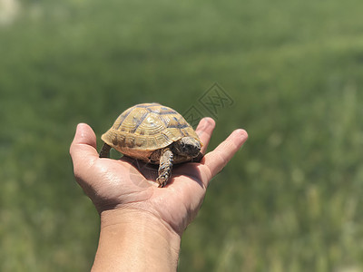 地中海乌龟图片