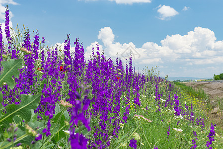 瓦切塔林田里美丽的紫色花朵乡村干旱农业背景