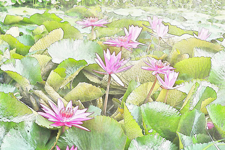 粉红水百合粉色池塘绿色图片