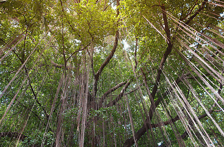 榕树的分支大树纤维花园墙纸植物季节树枝树干生长植物学图片