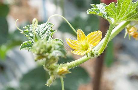 植物上青黄的甘塔瓜花图片