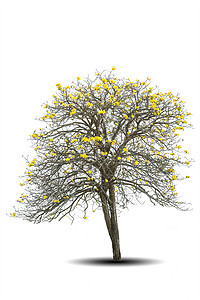 金色树 白色背景上孤立的塔布伊亚植物学植物树干幼苗树苗蔬菜团体花瓣树木环境图片