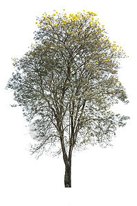 金色树 白色背景上孤立的塔布伊亚叶子烟草环境季节花瓣收藏喇叭幼苗树苗树干图片