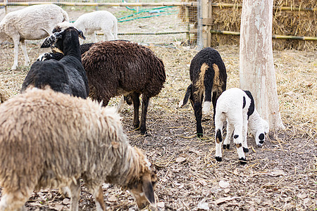 许多绵羊有一只黑色 一只白色和一只棕色作为 o 的一部分图片